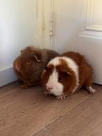 2 cavias (beertjes) 7 maanden oud, Januari, Mannelijk, Cavia