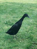 Loopeend vrouwen te koop handtam, Dieren en Toebehoren, Vrouwelijk, Eend