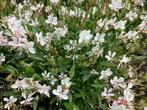 Gaura wit direct vd kweker op 9, 10 en 11 mei, Tuin en Terras, Planten | Tuinplanten, Halfschaduw, Zomer, Overige soorten, Ophalen