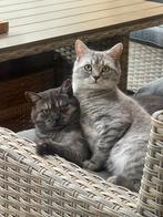 2 Britse Kortharen Katers – 1,5 jaar – Gezond, Speels, Kater, Gechipt, 0 tot 2 jaar