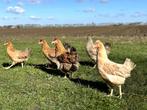 Cream Legbar baby kuikens hennetjes, gesekst en ingeënt, Dieren en Toebehoren, Pluimvee, Vrouwelijk, Kip