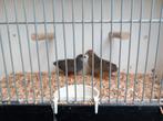 Stel kwartels, Dieren en Toebehoren, Meerdere dieren