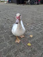 Tamme muskuseenden., Dieren en Toebehoren, Meerdere dieren, Eend