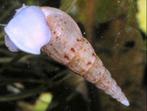 TORENSLAKJES(MELANOIDES TUBERCULATA):, Dieren en Toebehoren, Vis