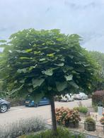 2 catalpa bomen te koop, Ophalen, Volle zon, Overige soorten