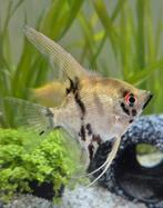 Maanvis, Dieren en Toebehoren, Vis