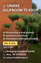 Pon pon olijfboom, Tuin en Terras, Planten | Bomen, Ophalen, Volle zon, Olijfboom, 100 tot 250 cm