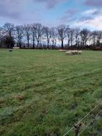 Weidegang voor schapen, Dieren en Toebehoren, Stalling en Weidegang, Weidegang