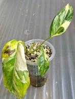 Monstera lechleriana variagata, Ophalen of Verzenden