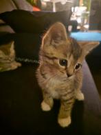 British kort haar zoekt in heel mooi huis, Poes