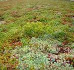 Tegel , steen er uit groen er in groen is leven, Ophalen of Verzenden, Overige soorten, Volle zon