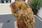 Opgezette uil, Verzamelen, Dierenverzamelingen, Ophalen of Verzenden, Gebruikt, Vogel, Opgezet dier