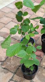 Jonge hazelaar/ hazelnootboompjes, Ophalen, Vaste plant, Overige soorten, Halfschaduw