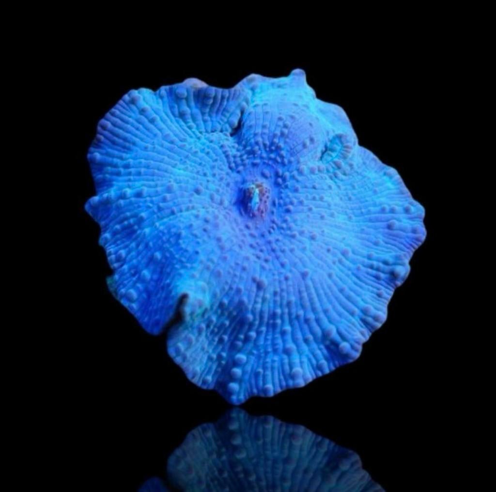 Discosoma ultra blue (blauwe oren), Dieren en Toebehoren, Overige typen, Zoutwatervis