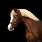 New Forest ruin 1.36 zadelmak 4 jaar, Dieren en Toebehoren, Pony's, Gechipt, Ruin, Springpony, Zadelmak