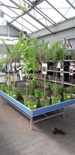 Kruisbes Fruitboom ca  125cm hoog actie!, Ophalen, Lente, Overige soorten, Volle zon