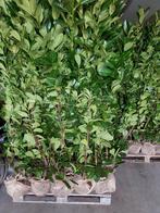 laurier rotundifolia te koop, Ophalen, Laurier, Struik, 100 tot 250 cm