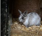 konijnen, Dieren en Toebehoren, Konijnen, Meerdere dieren, Klein, 0 tot 2 jaar