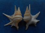 Schelpen: Aporrhais serresianus M f++/gem- 35-37mm, Verzenden, Schelp(en)