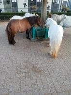 Wegens beeindiging hobby, Dieren en Toebehoren, Pony's, Meerdere dieren, Recreatiepony, Gechipt