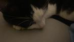 Billy de knuffelkat zoekt een nieuwe baasje, Dieren en Toebehoren, 0 tot 2 jaar