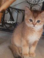 Golden shaded britse korthaar kittens, Dieren en Toebehoren, Katten en Kittens | Raskatten | Korthaar, Ingeënt