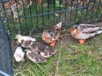 Koppel kwakers met kuikens, Meerdere dieren, Overige soorten