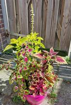 Coleus Siernetel Mix 7 soorten🌈 mooie kamerplant🪴OPHALEN🪴, Ophalen, Overige soorten, Halfschaduw, In pot