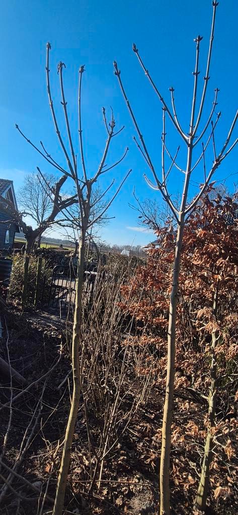Jonge Kastanjebomen, Tuin en Terras, Planten | Bomen, Overige soorten, 100 tot 250 cm, Volle zon, Zomer, Ophalen of Verzenden