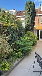 Gratis af te halen planten, Ophalen of Verzenden, Overige soorten