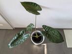 Grote kamerplanten Alocasia en Stromanthe, Ophalen of Verzenden, Overige soorten, Minder dan 100 cm