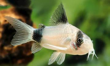 Corydoras Panda / pantsermeerval beschikbaar voor biedingen