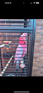 Tamme rose kaketoe met kooien, Mannelijk, Papegaai, Geringd