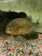 Gratis piranha, Dieren en Toebehoren, Vissen | Aquariumvissen, Vis, Zoetwatervis, Schoolvis