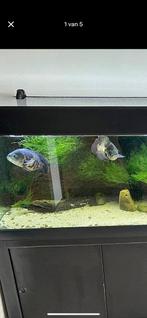 2 oscar cicliden moeten vandaag weg, Vis