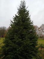 Grote kerstboom 5m, Tuin en Terras, Planten | Bomen, Ophalen, Volle zon, Overige soorten