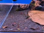 Neo caridina garnalen uitgeselecteerd, Dieren en Toebehoren, Vissen | Aquariumvissen, Kreeft, Krab of Garnaal