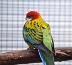 Broedkoppel Pracht Rosella's, Dieren en Toebehoren, Meerdere dieren, Parkiet, Geringd