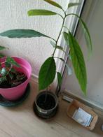 Planten, Huis en Inrichting, Ophalen, Overige soorten, Minder dan 100 cm