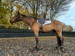 Super knappe allround merrie, Dieren en Toebehoren, Merrie, ZZ, Gechipt, 160 tot 165 cm