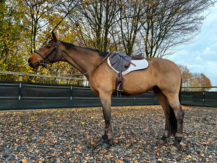 Super knappe allround merrie, Dieren en Toebehoren, Paarden, Merrie, ZZ, 160 tot 165 cm, 11 jaar of ouder, Recreatiepaard, Met stamboom