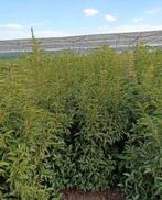 Portugese Laurier lusitanica angustifolia tot 220 cm hoog, Ophalen of Verzenden, Overige soorten, Halfschaduw