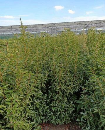 Portugese Laurier lusitanica angustifolia tot 220 cm hoog beschikbaar voor biedingen