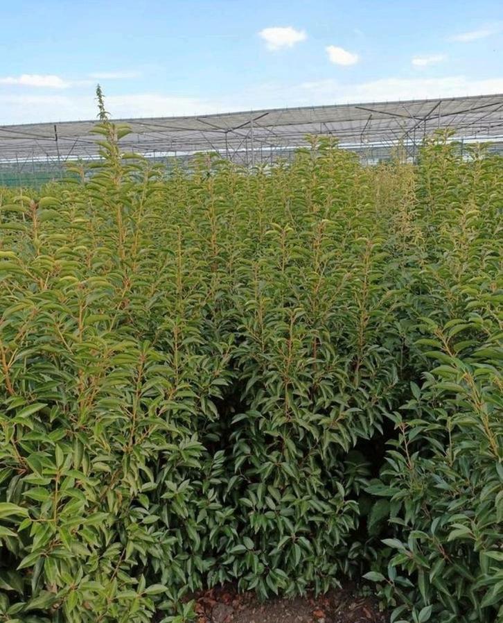 Portugese Laurier lusitanica angustifolia tot 220 cm hoog, Tuin en Terras, Planten | Tuinplanten, Overige soorten, Halfschaduw