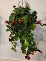 Aeschynanthus / lipstick plant, Huis en Inrichting, Kamerplanten, Ophalen of Verzenden