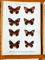 Onze Vlinders - D. ter Haar (87 prachtige kleurenlitho's), Ophalen of Verzenden, Gelezen, Overige onderwerpen