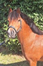 Fantastische knuffel en sportpony, Dieren en Toebehoren, Pony's, Merrie, B, Gechipt, Dressuurpony