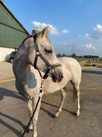 lage prijs bij goed thuis, Dieren en Toebehoren, Ophalen, Recreatie