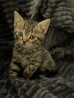 Super leuke kittens, Meerdere dieren, Kortharig, 0 tot 2 jaar