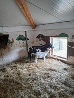 Te koop witte geit lammeren en bokken, Dieren en Toebehoren, Meerdere dieren, Geit, 0 tot 2 jaar